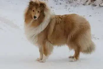 怎样让苏格兰牧羊犬对掉在地上的食物说“不”(苏格兰牧羊犬)