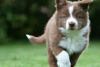 刚断奶的边牧幼犬吃什么好,喂养注意事项(边境牧羊犬)