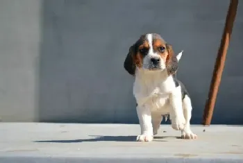 比格犬误食了鸡蛋壳会不会有事(比格犬)