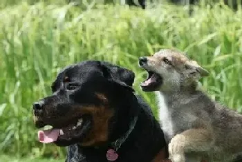 罗威纳犬打架(罗威纳犬是比较凶猛的狗)