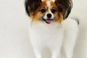 蝴蝶犬拉稀,呕吐不吃饭没事吧(蝴蝶犬)