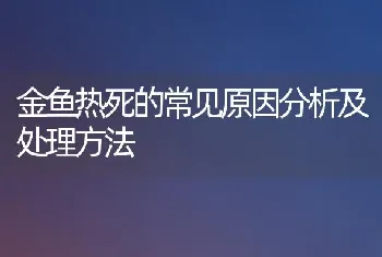 金鱼热死的常见原因分析及处理方法