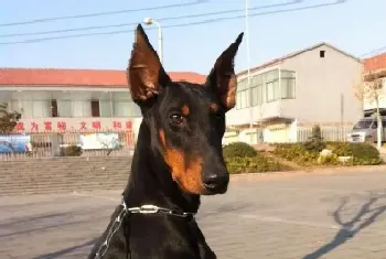 杜宾犬呕吐后不吃不喝没事吧(杜宾犬)