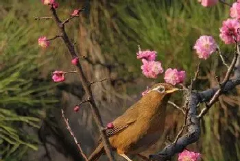 画眉鸟为什么落性(落性画眉鸟的处理方法)