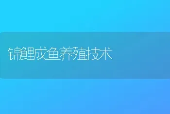 锦鲤成鱼养殖技术