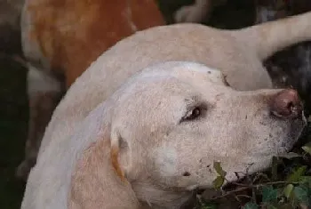 猎狐犬怎么训练?训练后喂食不可操之过急