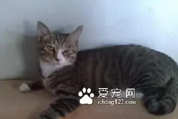 猫咪便秘怎么办?保证日常充足的供水