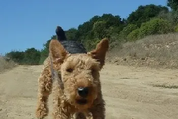 威尔士梗掉毛吗(处理该犬掉毛的措施)