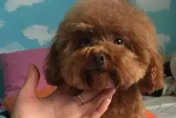 泰迪犬幼犬成长过程中必备的三大营养品(泰迪犬)