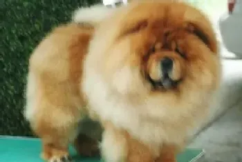 松狮犬灭蚤项圈的使用方法和说明(松狮犬)