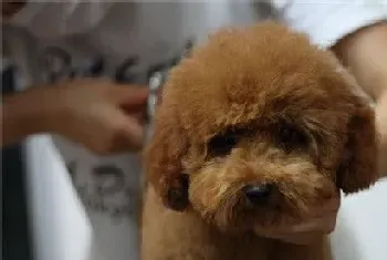 茶杯泰迪犬怎么养(出生后6周左右就断奶)