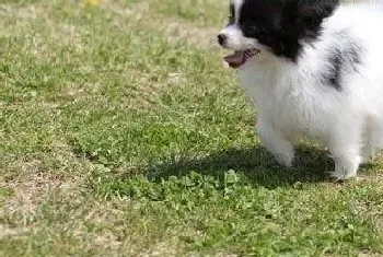 饮食讲科学 如何培养蝴蝶犬进食习惯(蝴蝶犬)