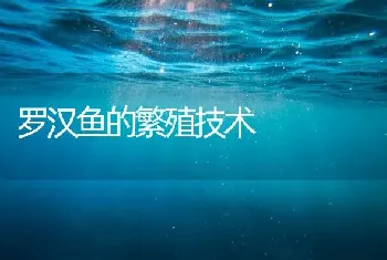 罗汉鱼的繁殖技术