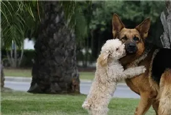 德国牧羊犬鉴定(德国牧羊犬的体长略大于身高)