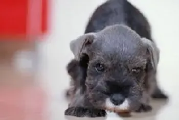 怎样做好雪纳瑞幼犬喂养和护理(雪纳瑞)