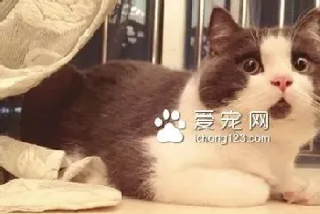 猫爪病会死吗?是猫身上的一种细菌所致