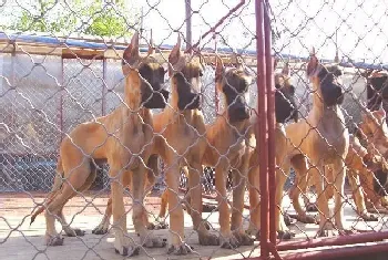 大丹犬后腿内侧发红有结痂需要去医院吗(大丹犬)