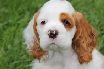 健康饮食之饲主如何给可卡犬自制食物(可卡犬)