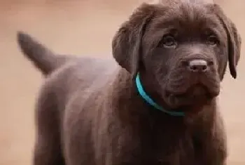 拉布拉多犬患肾衰竭之后的食物需要(拉布拉多)