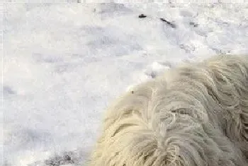 可蒙犬性格(可蒙犬对主人的要求非常敏感)