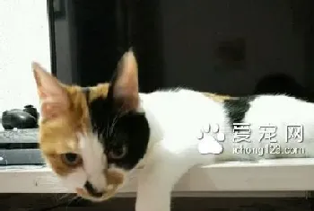 猫抽搐怎么回事(可能是缺乏微量元素)