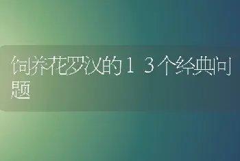 饲养花罗汉的１３个经典问题