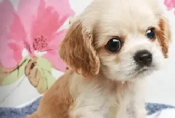 昨天给可卡犬剃光毛发请问怎么让毛发长的更好呢(可卡犬)