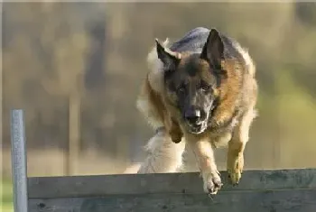 德国牧羊犬喂养方法(喂饲时间最好放在傍晚)