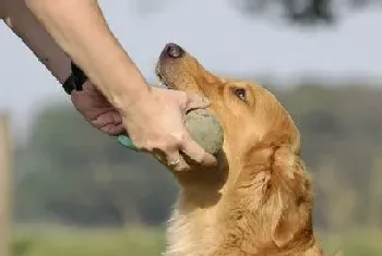 狗狗吃什么毛长的快(注意食物均衡营养)