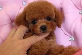 防范贵宾犬撕咬家中物品的小方法(贵宾犬)