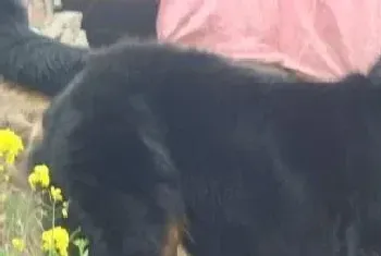 两个妙方轻松分开正在打架的伯恩山犬(伯恩山犬)