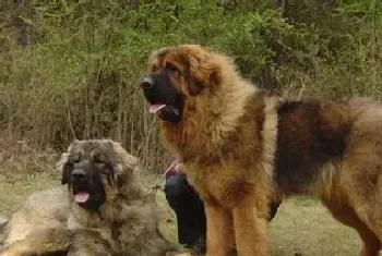 高加索犬吃的多吗(需要补充高热量食物)