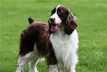 史宾格犬体味重吗(史宾格犬还是有一定体味的)