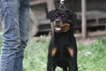 罗威纳犬对零食的要求有哪些(罗威纳犬)