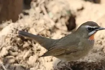 如何养好红点颏(换羽期是饲养红点的关键)