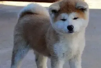 正确饮食 秋田犬食用牛奶的利与弊(秋田犬)