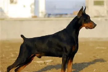 大型杜宾犬好养(在大型犬里是不好养的)