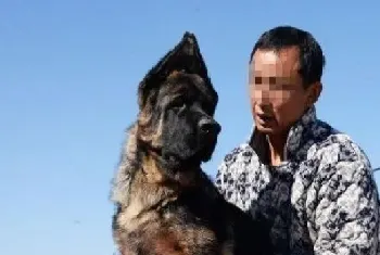 饲养德国牧羊犬要知道狗狗不可以吃哪些食物(德国牧羊犬)