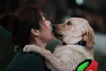 拉布拉多犬扑人怎么办 驯服拉拉扑跳的坏习惯(拉布拉多)