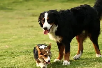 伯恩山犬走路一瘸一瘸的是因为缺钙吗(伯恩山犬)