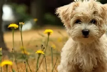 吃出健康来 精心搭配泰迪犬的营养餐(泰迪犬)