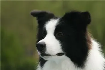 边境牧羊犬幼犬特征(边境宝宝嘴巴很宽)