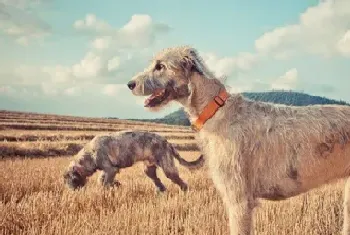 爱尔兰猎狼犬怎么养(它是不错的护卫犬)