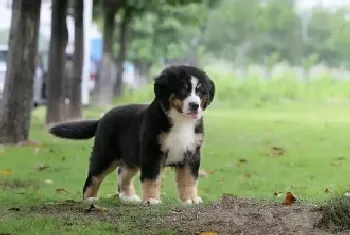 关于伯恩山犬的领袖意识你了解多少(伯恩山犬)