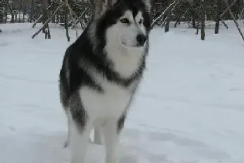 奖惩有道奖励和惩罚阿拉斯加犬有哪些要点(阿拉斯加犬)