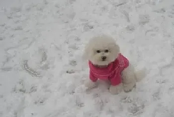 比熊犬为什么会背痛?有哪些症状和治疗方法(比熊犬)