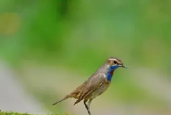 蓝点颏怎么饲养管理(蓝点颏饲养管理注意的问题)