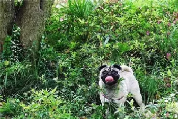 英国斗牛犬和美国斗牛犬的区别(美国斗牛犬强而健美)