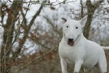 牛头梗掉毛吗(牛头梗犬是不容易掉毛的)