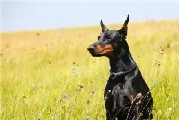 杜宾犬体味程度(杜宾犬的体味程度是很大的)